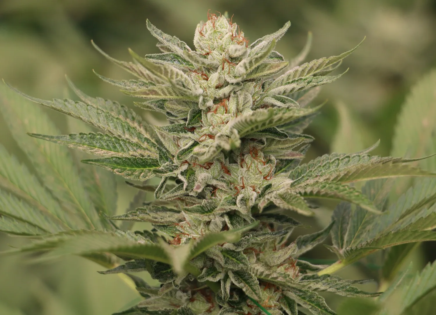 Sapphire Scout – Humboldt Seed Organization – Feminisiert