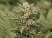 Sapphire Scout – Humboldt Seed Organization – Feminisiert