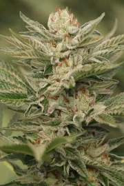 Sapphire Scout – Humboldt Seed Organization – Feminisiert