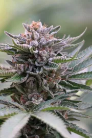 Sapphire Scout – Humboldt Seed Organization – Feminisiert