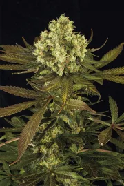 Sour Blueberry – Humboldt Seed Organization – Feminisiert