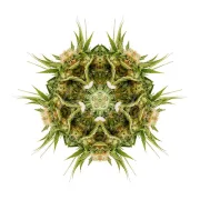 Sour Diesel #2 – Humboldt Seed Organization – Feminisiert