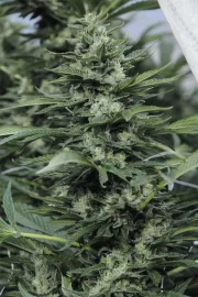 Sour Diesel #2 – Humboldt Seed Organization – Feminisiert