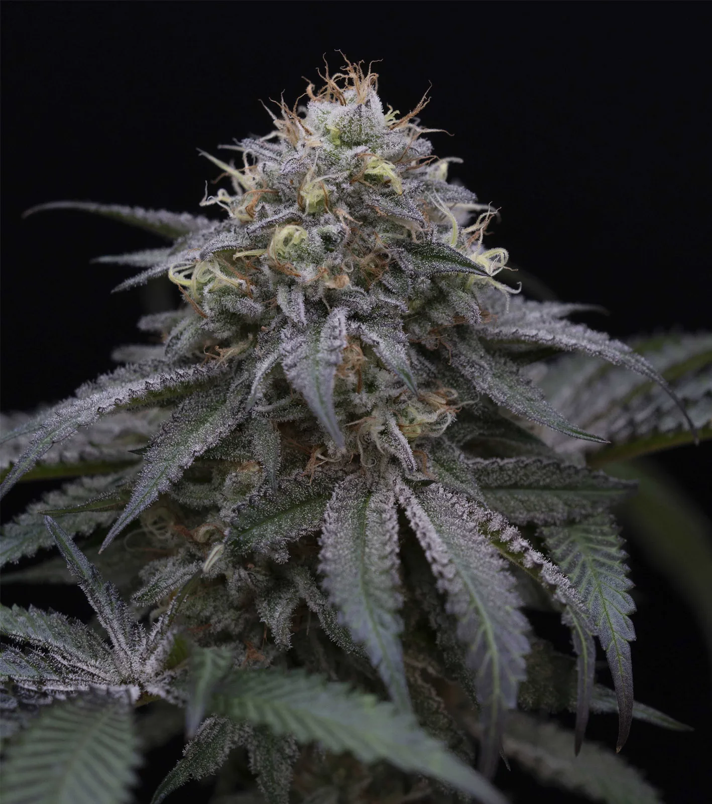 Sugar Breath – Humboldt Seed Organization – Feminisiert