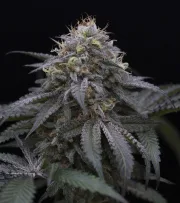 Sugar Breath – Humboldt Seed Organization – Feminisiert