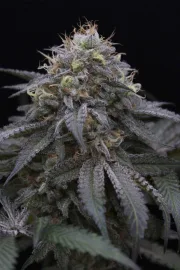 Sugar Breath – Humboldt Seed Organization – Feminisiert