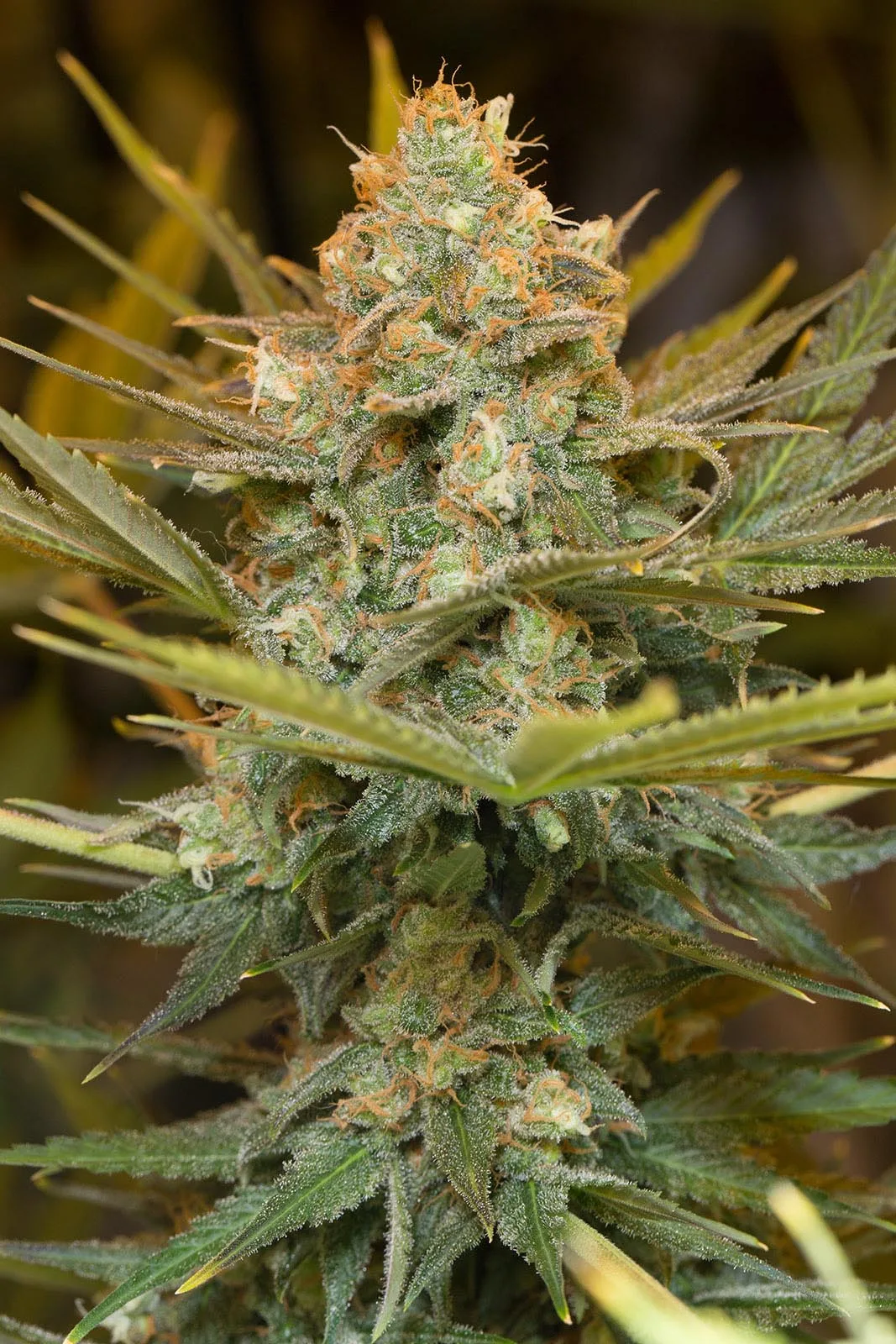 Three Blue Kings – Humboldt Seed Organization – Feminisiert