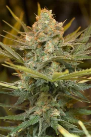 Three Blue Kings – Humboldt Seed Organization – Feminisiert