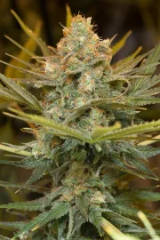 Three Blue Kings – Humboldt Seed Organization – Feminisiert