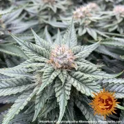 Barneys Laughing Buddha – Barneys Farm – Feminisiert