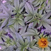 Barneys Laughing Buddha – Barneys Farm – Feminisiert