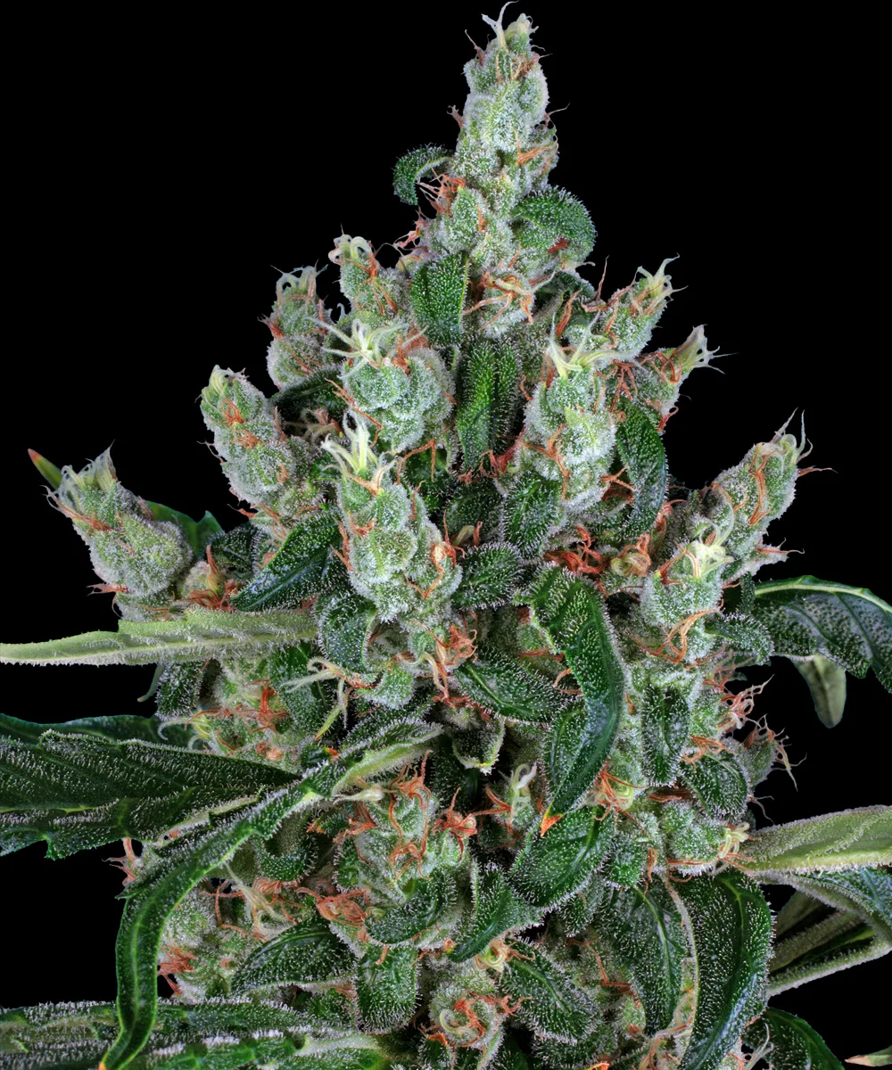 Barneys Laughing Buddha – Barneys Farm – Feminisiert