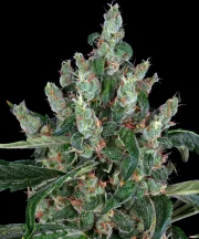 Barneys Laughing Buddha – Barneys Farm – Feminisiert