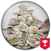 Mendocino Purple Kush – Medical Seeds – Feminisiert