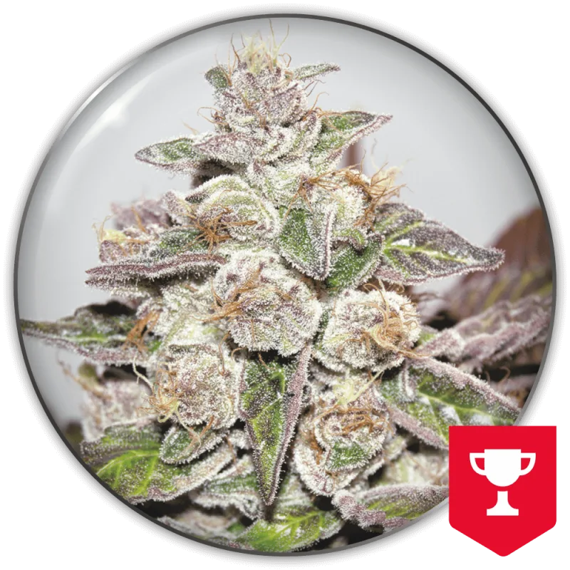 Mendocino Purple Kush – Medical Seeds – Feminisiert