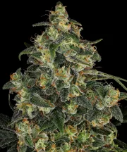 Blue Gelato 41