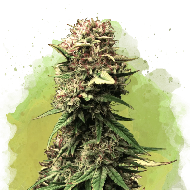 Auto Jock Horror – Nirvana Seeds – Autoflowering