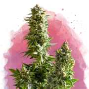 Nirvana Master Kush – Nirvana Seeds – Feminisiert