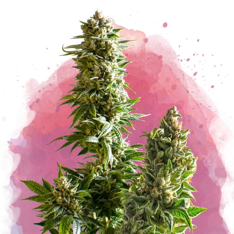 Nirvana Master Kush – Nirvana Seeds – Feminisiert