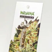 Nirvana Master Kush – Nirvana Seeds – Feminisiert