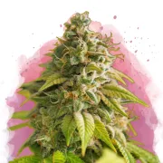 Papaya – Nirvana Seeds – Feminisiert