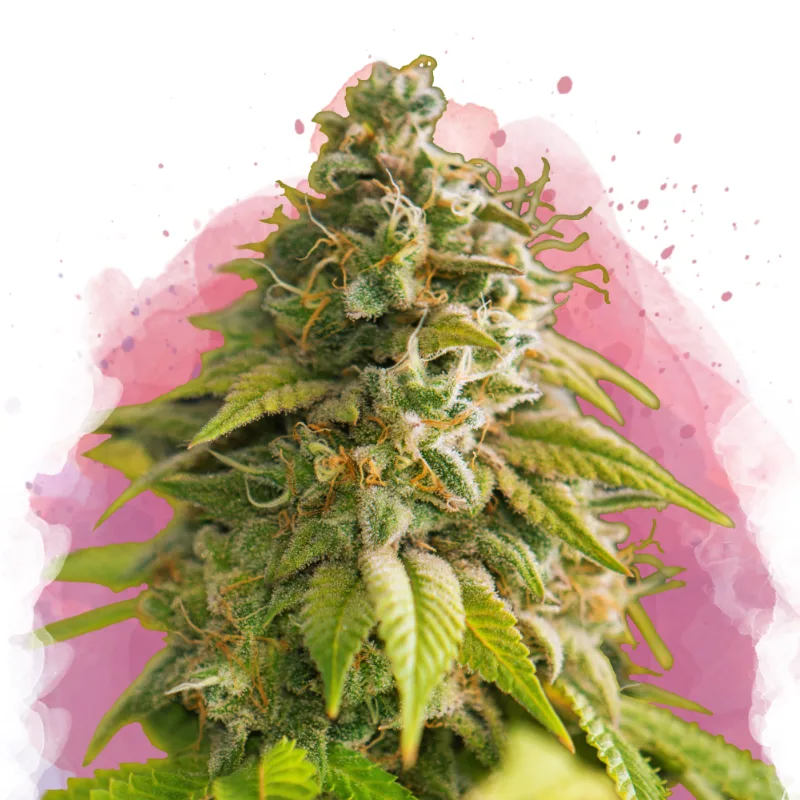 Papaya – Nirvana Seeds – Feminisiert