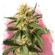 Pure Power Plant – Nirvana Seeds – Feminisiert