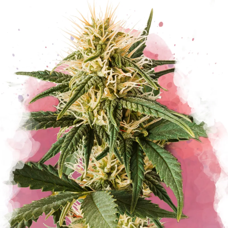 Pure Power Plant – Nirvana Seeds – Feminisiert