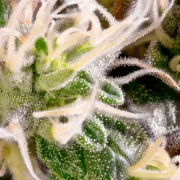 Acid – Paradise Seeds – Feminisiert