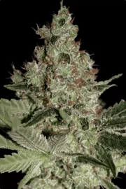 Acid – Paradise Seeds – Feminisiert