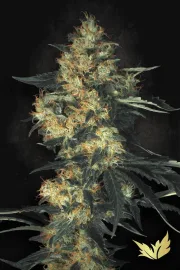 Acid – Paradise Seeds – Feminisiert