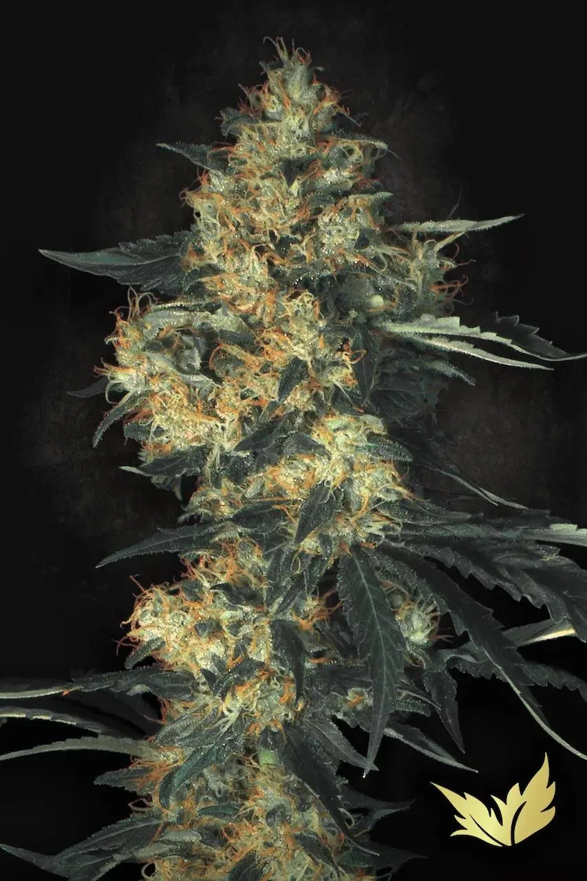 Acid – Paradise Seeds – Feminisiert