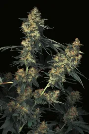 Acid – Paradise Seeds – Feminisiert