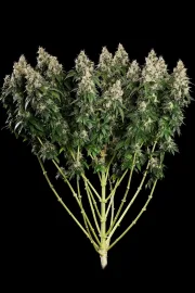 Allkush – Paradise Seeds – Feminisiert