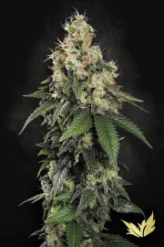 Allkush – Paradise Seeds – Feminisiert