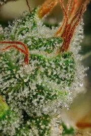 Allkush – Paradise Seeds – Feminisiert