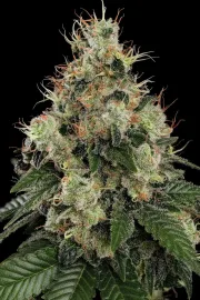 Allkush – Paradise Seeds – Feminisiert