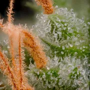 Atomical Haze – Paradise Seeds – Feminisiert