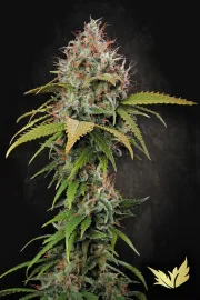 Atomical Haze – Paradise Seeds – Feminisiert