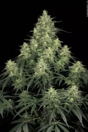 Atomical Haze – Paradise Seeds – Feminisiert