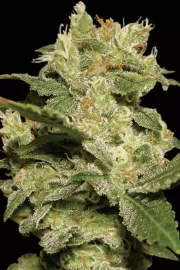 Auto Jack – Paradise Seeds – Autoflowering
