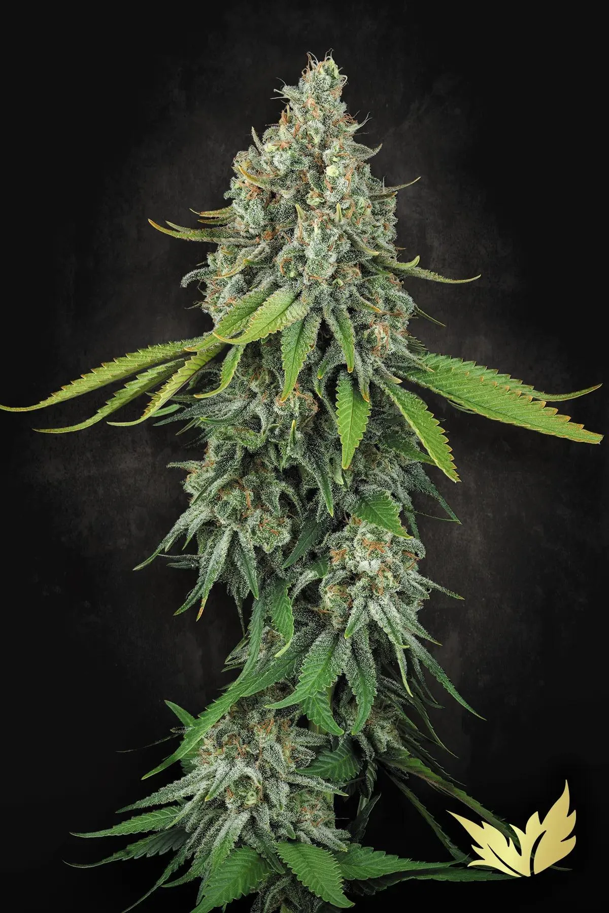 Opium – Paradise Seeds – Feminisiert