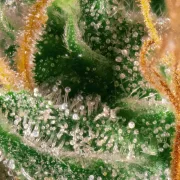 Opium – Paradise Seeds – Feminisiert