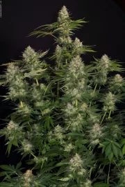 Opium – Paradise Seeds – Feminisiert