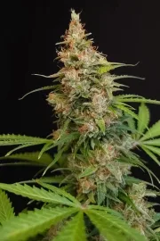 Pandora Auto – Paradise Seeds – Autoflowering