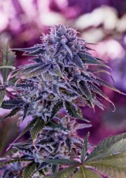 Blue Rhino – Positronics – Feminisiert