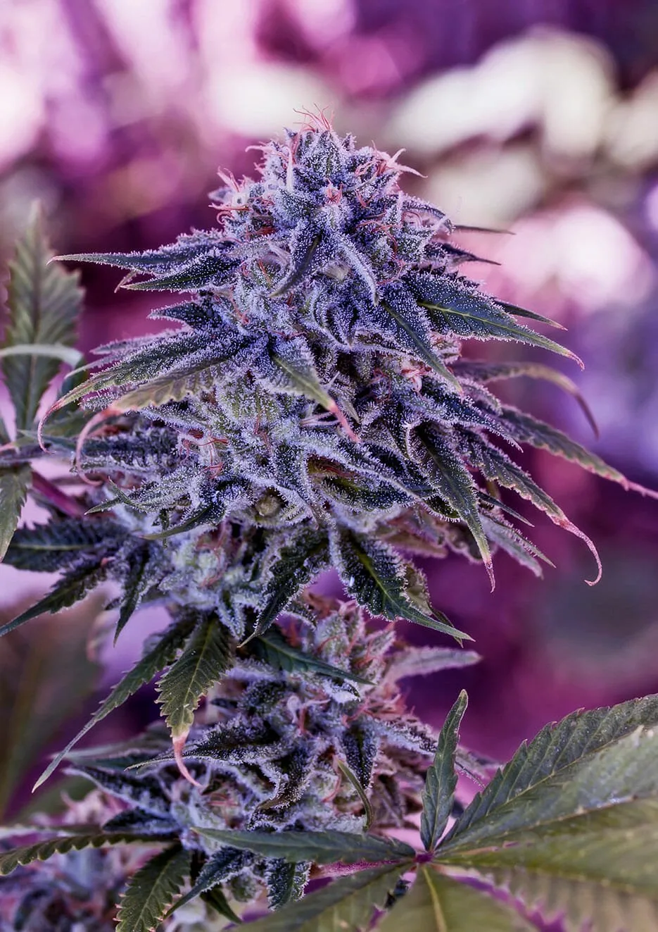 Blue Rhino – Positronics – Feminisiert
