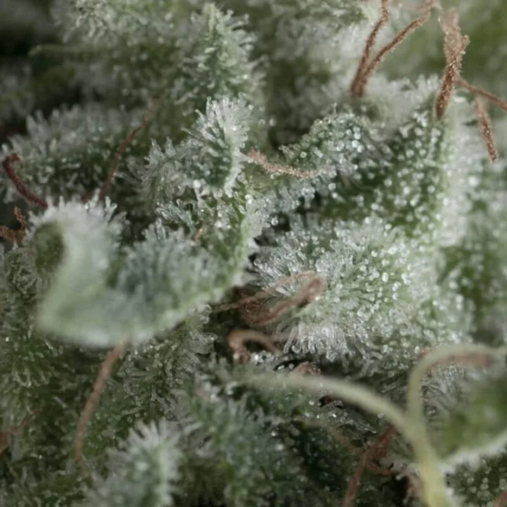 Auto Nefertiti – Pyramid Seeds – Autoflowering