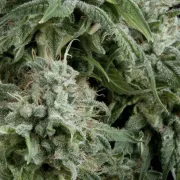 Auto Northern Lights – Pyramid Seeds – Autoflowering