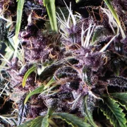 Auto Purple – Pyramid Seeds – Autoflowering